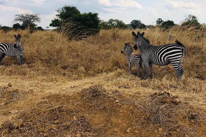 Mikumi National Park Day Safari from Dar es Salaam — One-Day Game Drive photo 4