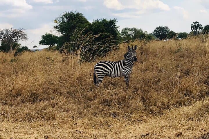 Tarangire Day Safari from Arusha: Elephants, Baobabs & River Game Drives photo 4