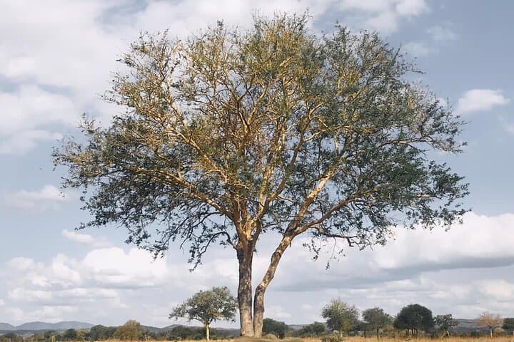 Tarangire Day Safari from Arusha: Elephants, Baobabs & River Game Drives photo 5