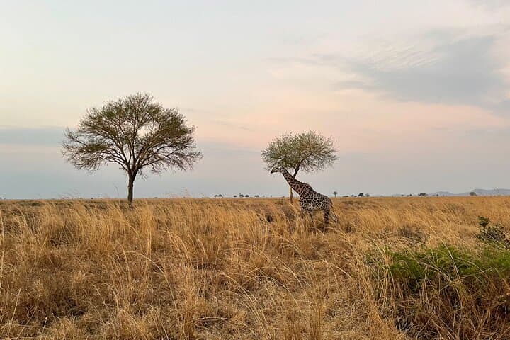 Tarangire Day Safari from Arusha: Elephants, Baobabs & River Game Drives photo 6