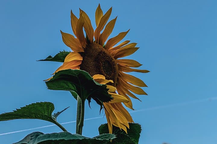 Van Gogh London Walk: Explore Vincent’s Streets, Studios & Scandals photo 2
