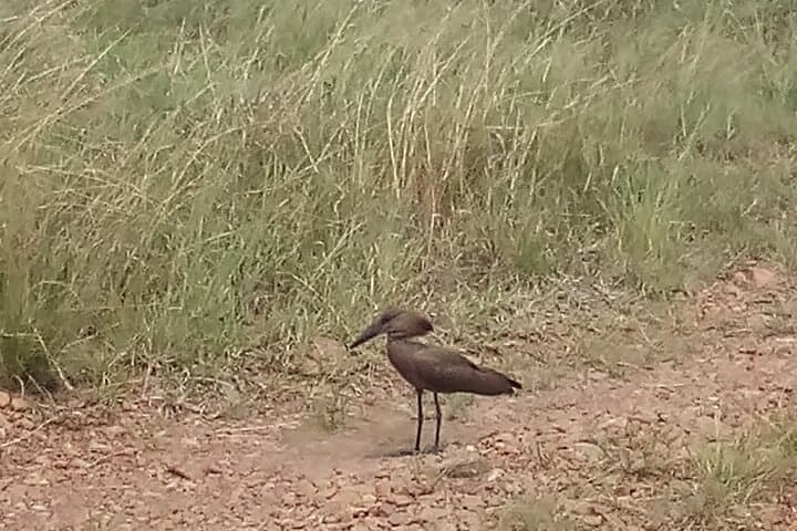 6-Day Birdwatching: Lake Baringo & Kakamega Forest Adventure