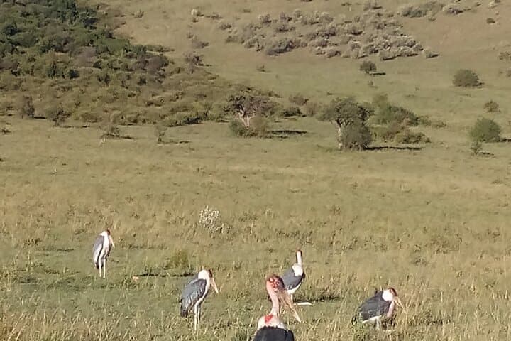 6-Day Birdwatching: Lake Baringo & Kakamega Forest Adventure photo 3