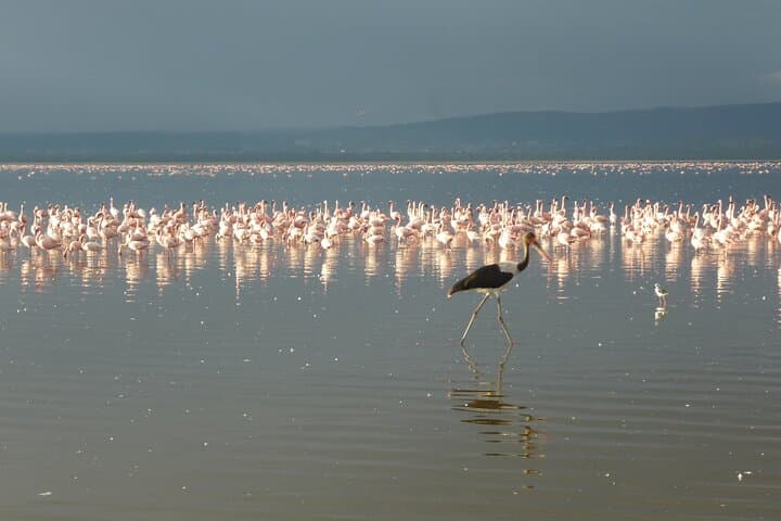 6-Day Birdwatching: Lake Baringo & Kakamega Forest Adventure photo 4