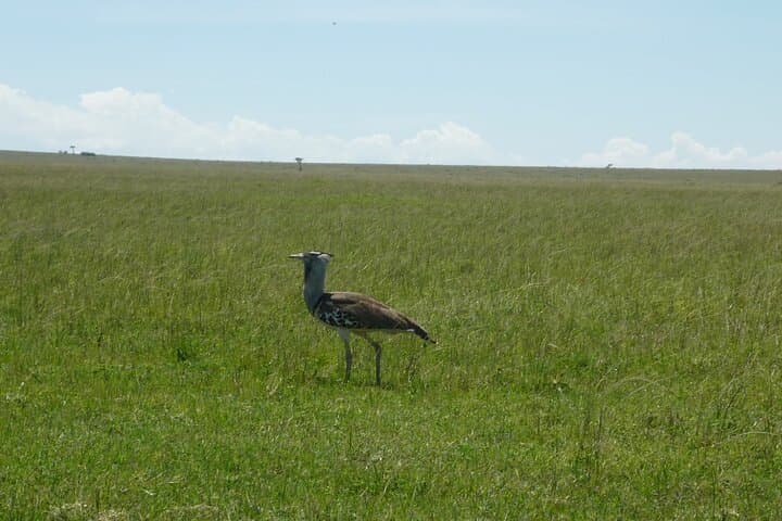6-Day Birdwatching: Lake Baringo & Kakamega Forest Adventure photo 5