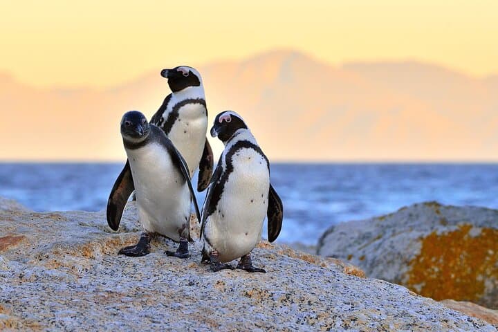 Best of Cape Town Full-Day Private Tour — Table Mountain, Cape Point & Wine Tasting