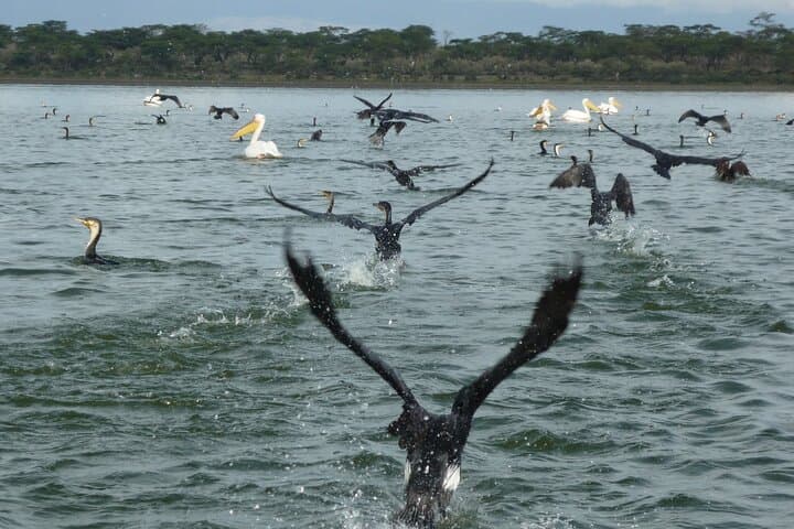 6-Day Birdwatching: Lake Baringo & Kakamega Forest Adventure photo 6