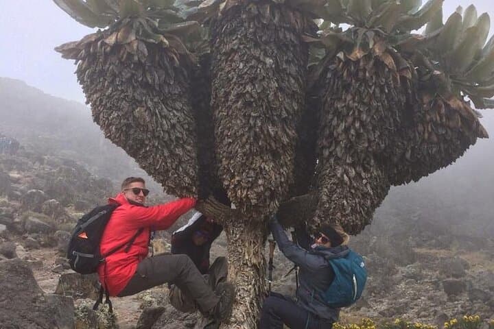 7-Day Rongai Route Kilimanjaro Trek: Kenyan Approach to Uhuru Peak photo 6