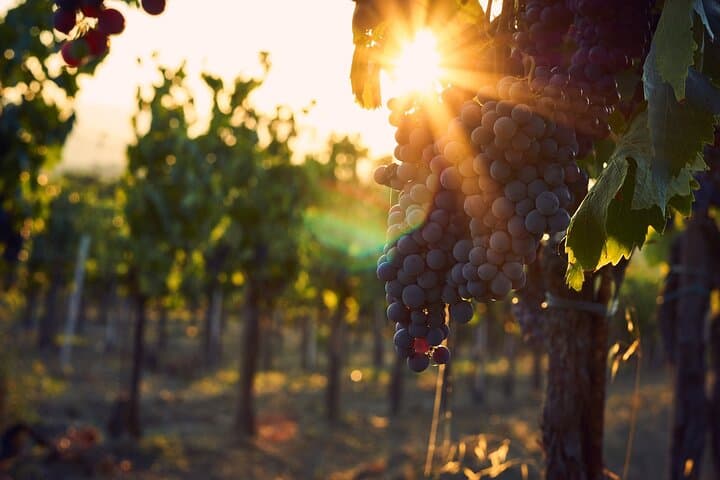 Private Chianti Wine Tour from Florence: Half-Day Tasting & Panzano Visit photo 4