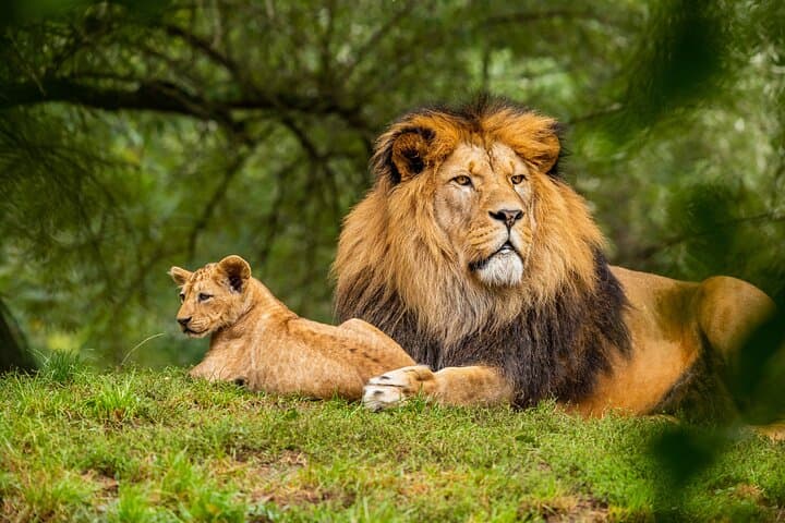 Private 5-Day Tanzania Ultimate Safari — Serengeti, Ngorongoro & Lake Manyara photo 4