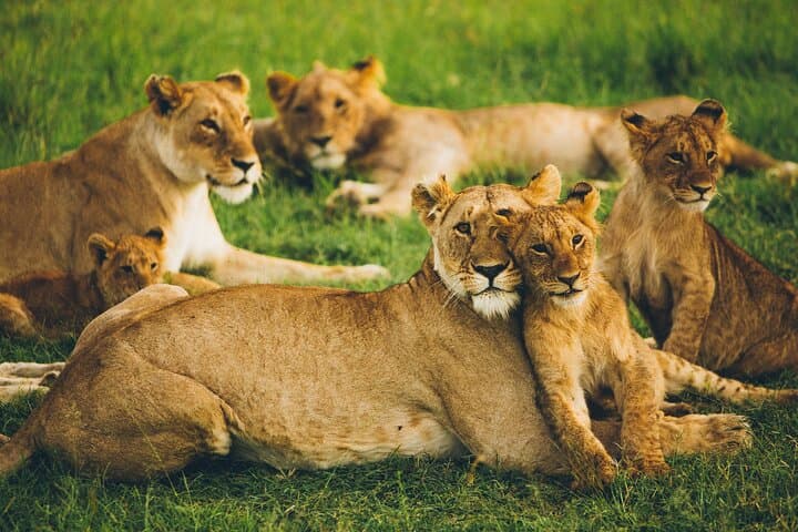 Private 5-Day Tanzania Ultimate Safari — Serengeti, Ngorongoro & Lake Manyara photo 5