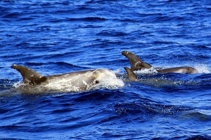 Dolphin Watching in Fuerteventura: 2-Hour Boat Tour from Morro Jable photo 2