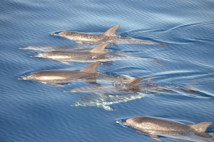 Dolphin Watching in Fuerteventura: 2-Hour Boat Tour from Morro Jable photo 3