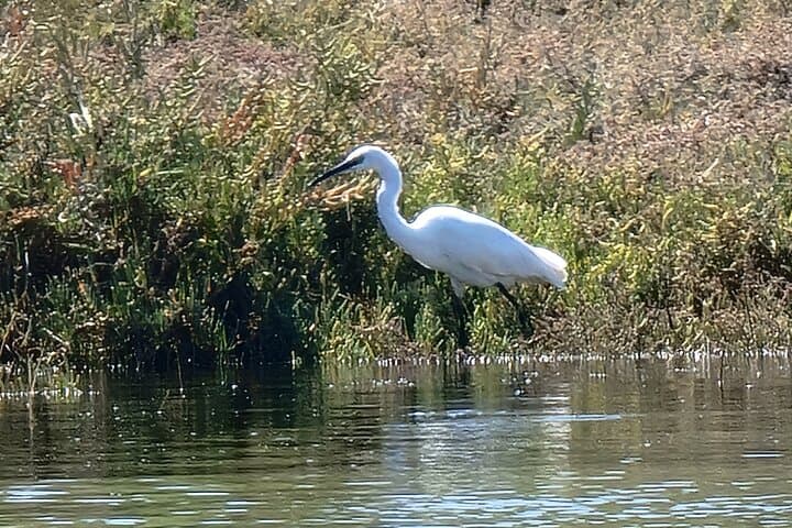 Private Kayak Birdwatching Tour in Ria Formosa (Faro) photo 2