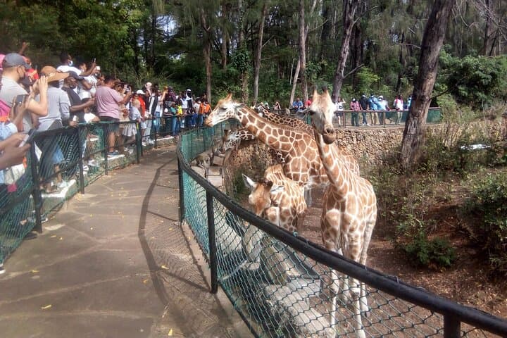 Mombasa Day Tour: Markets, Forts, and a Coastal Nature Trail photo 5