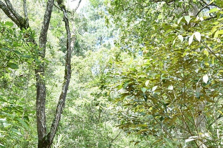 Tegucigalpa Mountain ATV Ride with Honduran Coffee and Snacks photo 3
