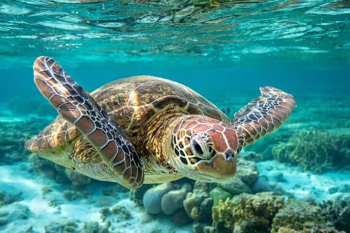 Carlisle Bay Turtle & Shipwreck Cruise — Snorkel with Turtles in Barbados