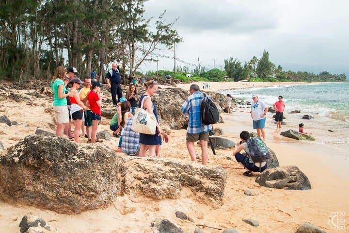 Oahu Circle-Island Day Tour: North Shore, Turtles & Dole Plantation photo 3