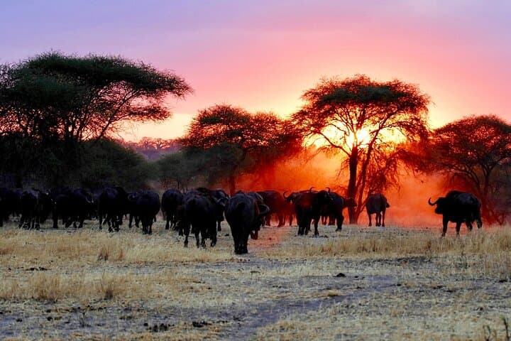 Three-Day Ngorongoro, Tarangire & Manyara Safari from Arusha photo 6