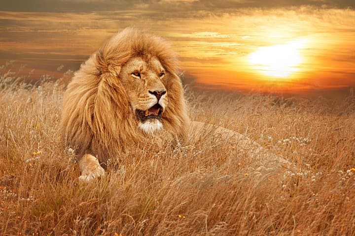 Full-Day Aquila Game Reserve Safari from Cape Town — Big Five & Wine Tasting photo 3