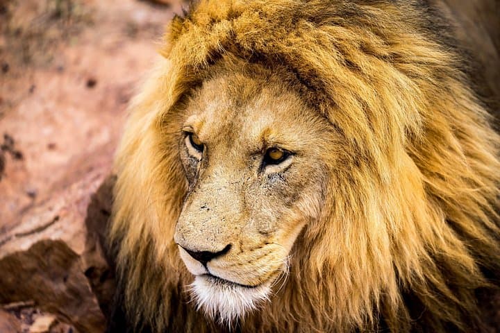 Aquila Safari Day Trip from Cape Town — Big 5 Game Drive with Lunch & Transfers photo 1