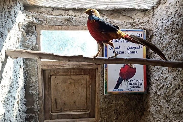 Private Safari at Africano Park Alexandria — Day Trip from Cairo photo 6