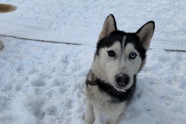 Ultimate Husky Sledding Near Riga — Private Winter & No-Snow Ride photo 6