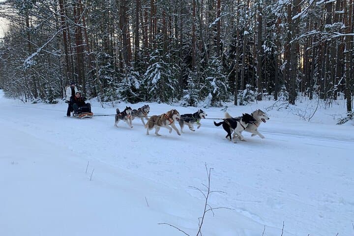 Ultimate Husky Sledding Near Riga — Private Winter & No-Snow Ride