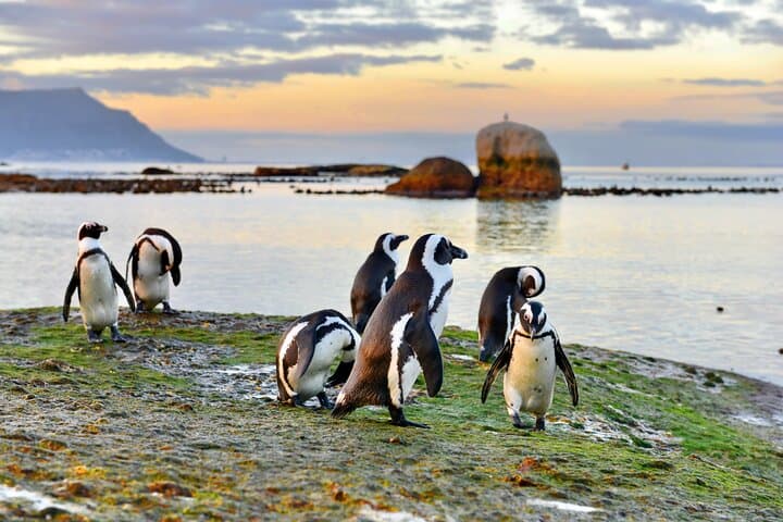 Boulders Penguins & Cape Point: Half-Day Coastal Tour from Cape Town