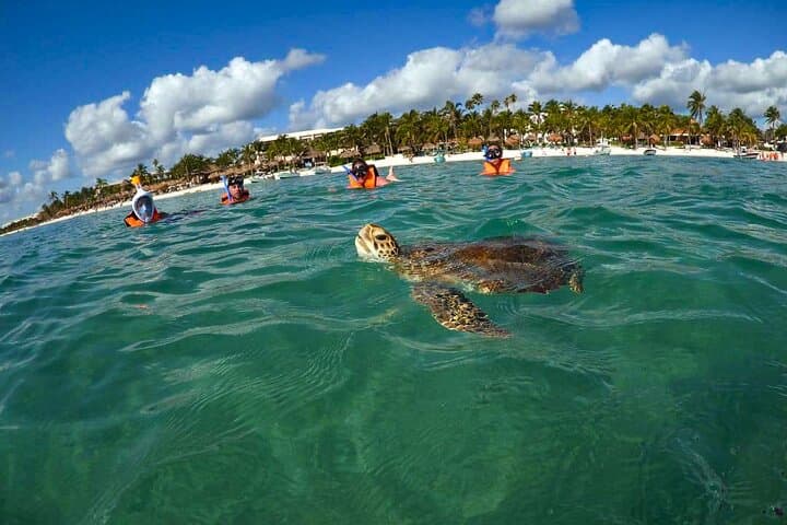 Snorkel with Sea Turtles in Akumal Bay — 90-Minute Tour from Playa del Carmen