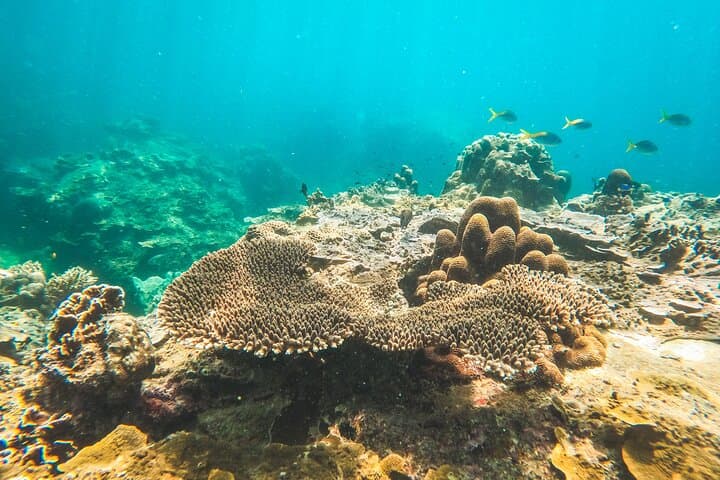 Koh Nang Yuan & Koh Tao: Full-Day Snorkeling Cruise from Koh Samui photo 3