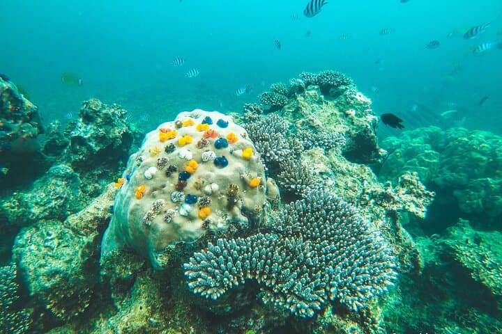 Koh Nang Yuan & Koh Tao: Full-Day Snorkeling Cruise from Koh Samui photo 4