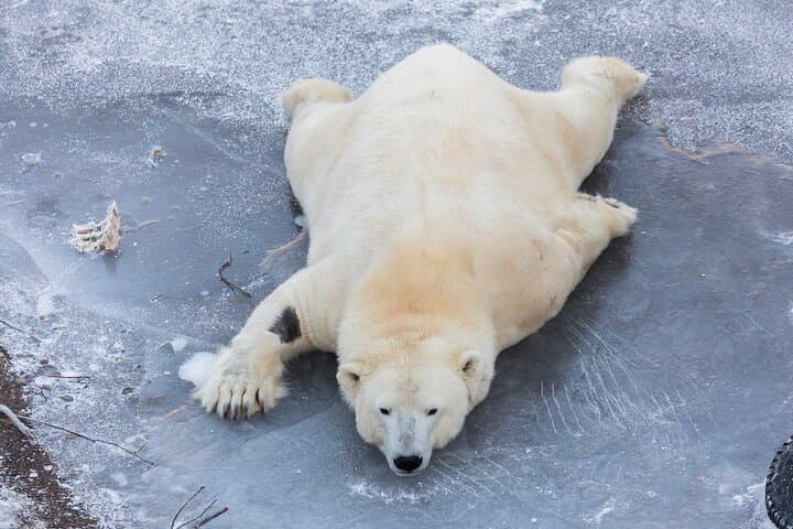 Shuttle to Ranua Wildlife Park from Rovaniemi – Day Trip to Arctic Animals photo 3