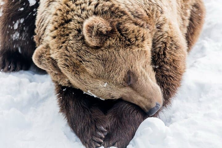 Shuttle to Ranua Wildlife Park from Rovaniemi – Day Trip to Arctic Animals