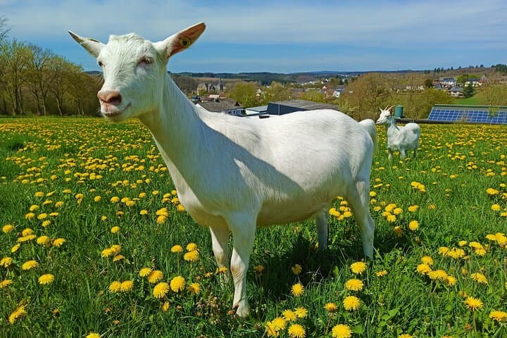 Goat Hike at Vulkanhof Gillenfeld — Walk with Goats in Vulkaneifel Geopark photo 5