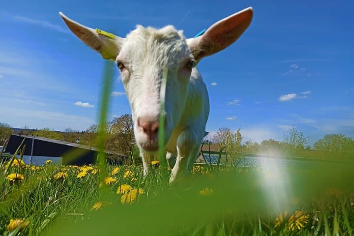 Goat Hike at Vulkanhof Gillenfeld — Walk with Goats in Vulkaneifel Geopark photo 3