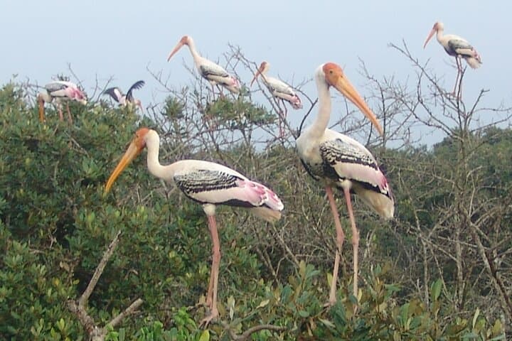Temples and Mangrove Forest Tour: 4-Day Bhubaneswar to Bhitarkanika Wildlife Safari