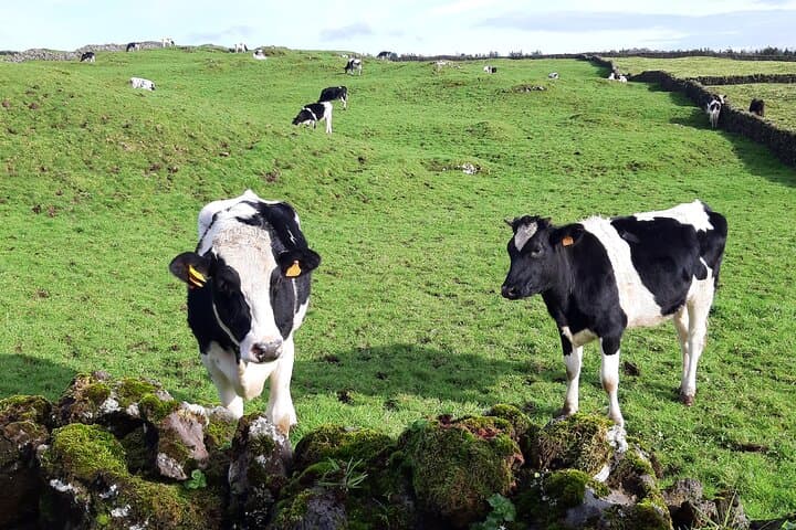 East Coast Van Tour Terceira Island — Half-Day Coastal Viewpoints & Local Secrets photo 4