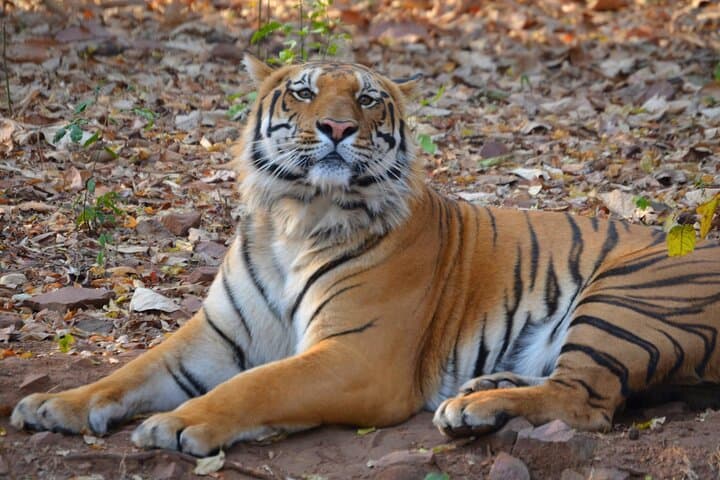 Tiger, Temple & Ancient Caves: 8-Day Pench, Satpura & Bhopal Wildlife and Heritage Tour