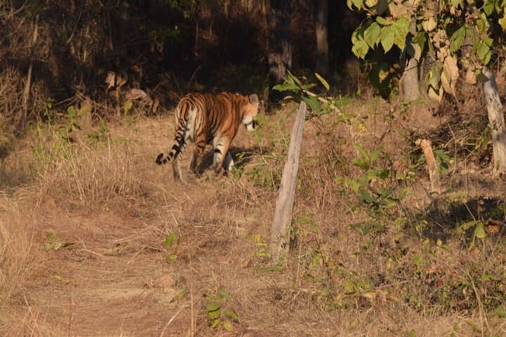 Tiger, Temple & Ancient Caves: 8-Day Pench, Satpura & Bhopal Wildlife and Heritage Tour photo 4