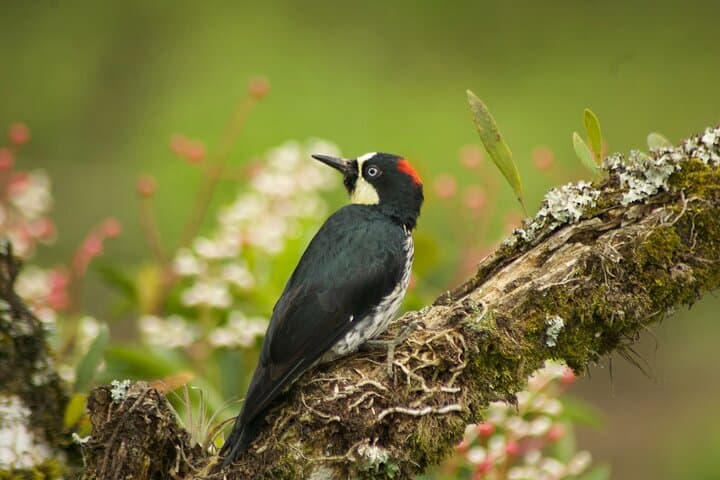 Birdwatching and Coffee Tour in Salento — Vereda Palestina Hike & Coffee Tasting photo 2
