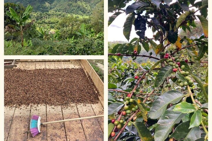 Birdwatching and Coffee Tour in Salento — Vereda Palestina Hike & Coffee Tasting photo 3