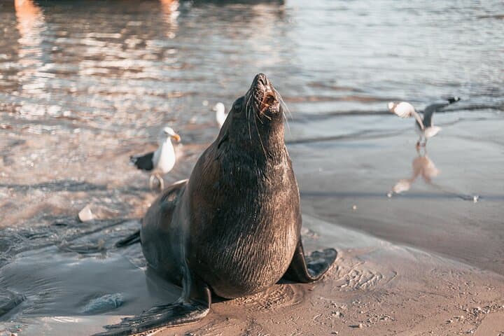 Cape Point to Stellenbosch: Cape Town Cape Point Penguins & Wineries Private Tour photo 6