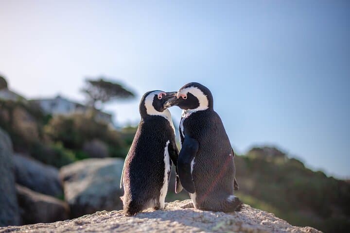 Cape Town Private Tour: Penguins, Cape Point & Chapman's Peak — Full-Day Cape Peninsula Drive