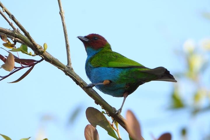 Birdwatching and Coffee Tour in Salento — Vereda Palestina Hike & Coffee Tasting photo 4