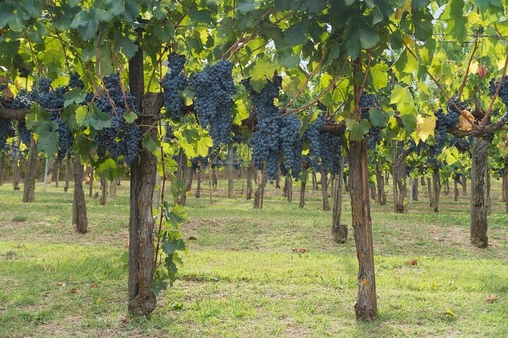 Private Chianti Wine Tour from Florence: Half-Day Tasting & Panzano Visit photo 5