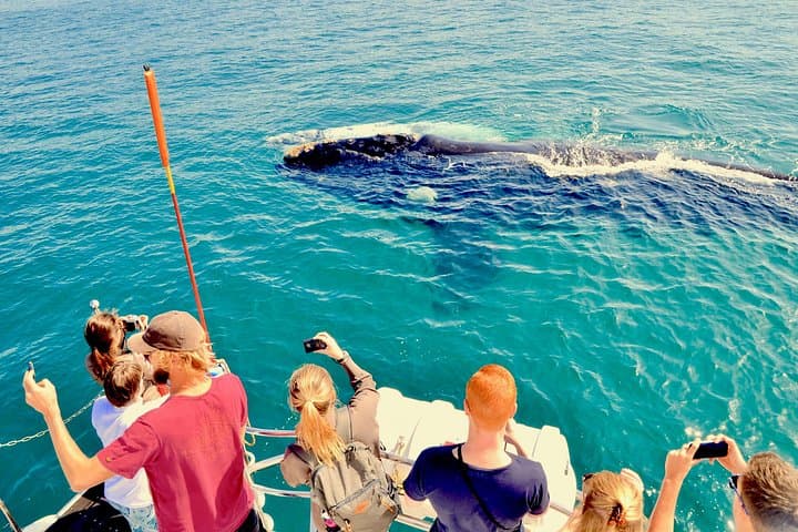 Hermanus Whale Watching and Hemel‑en‑Aarde Wine Tour from Cape Town photo 1