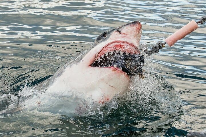 Gansbaai Shark Cage Diving & Stony Point Penguins Day Trip from Cape Town