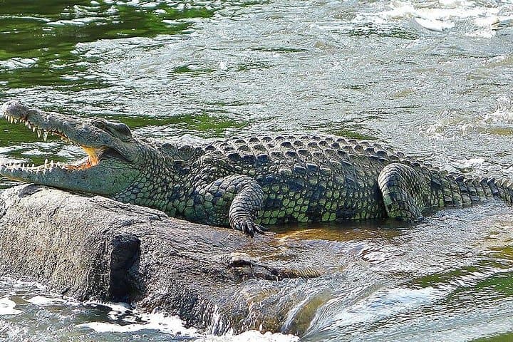 3-Day Murchison Falls & Ziwa Rhino Sanctuary Safari from Kampala photo 6