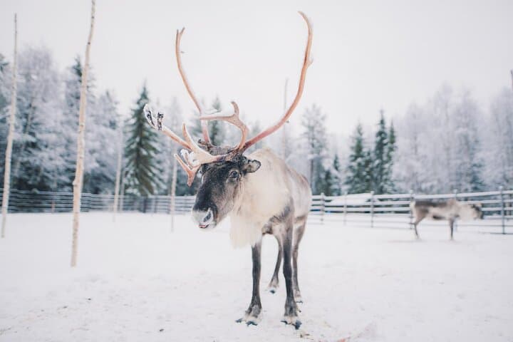 Snowmobile & Reindeer Safari: Cross the Arctic Circle from Rovaniemi photo 6